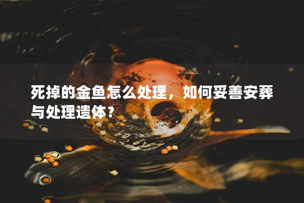 死掉的金魚怎么處理，如何妥善安葬與處理遺體？